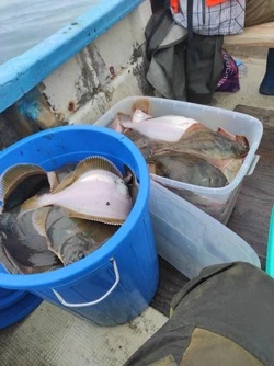 Сахалинские рыбаки похвастались уловом камбалы. ФОТО