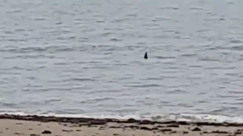 Рыбаки заметили косатку у берегов Сахалина