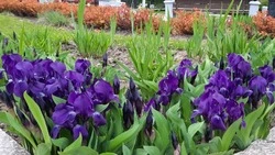 Незначительное похолодание до +17 градусов ожидают в Южно-Сахалинске 30 мая