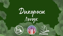 Фестиваль с дегустацией дикоросов и мастер-классом проведут в Южно-Сахалинске 7 июня