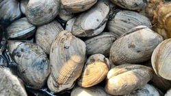 Земляки помогли сахалинке приготовить «неизвестную ракушку», выкопанную на Буссе
