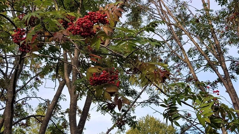 Дожди, немного солнца и первый снег — прогноз погоды на октябрь 2021 в Сахалинской области