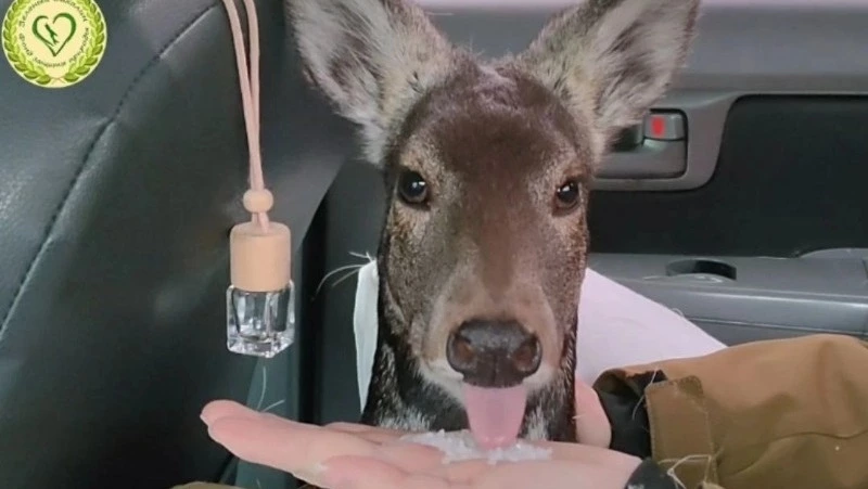 «Сахалинского кенгуру», затаившегося в кустах, спасли в Невельске