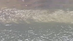 Массовый замор рыбы обнаружили в одной из рек на Сахалине 