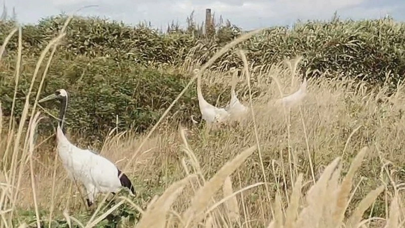 Семья японских журавлей не испугалась группы туристов на Южных Курилах