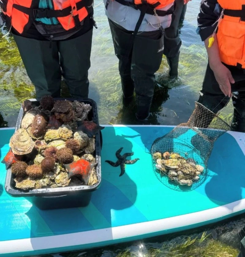 Туристы спровоцировали скандал, похваставшись уловом с трепангом из Буссе