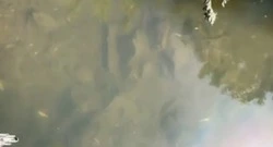 Массовую гибель рыбы обнаружили жители на юге Сахалина — ВИДЕО