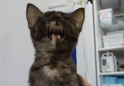 Ветеринары на Сахалине начали лечить кошек от коронавируса
