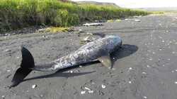 Выброшенные на побережье Курил морские животные могли попасть под винт судна (ФОТО)