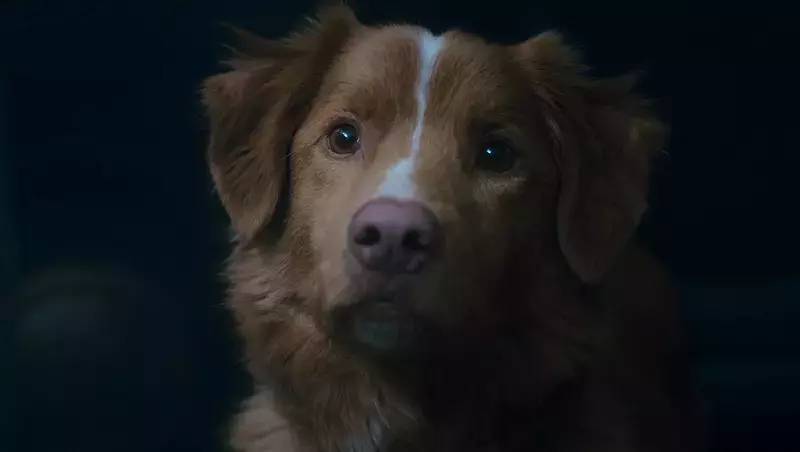 Пес Инди из фильма «Глазами пса» призвал выдавать «Оскар» животным-актерам