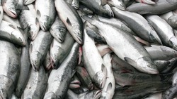 Коренные малочисленные народы на Сахалине начнут добывать лосося с июля