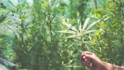 Жителя Смирных приговорили к 3,5 года условно за хранение наркотиков 