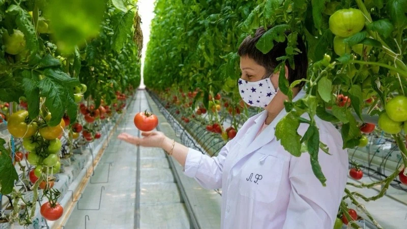 На Сахалине в новогодние праздники местные агропредприятия обеспечивают регион свежей продукцией