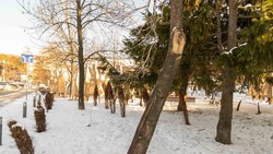 Сотни аварийных деревьев спилят на улицах Южно-Сахалинска 
