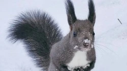 Белка нагло выпрашивала орехи в городском парке Южно-Сахалинска 