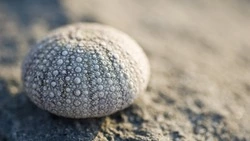 Сахалинские ученые оценили состояние ламинарии и морских ежей