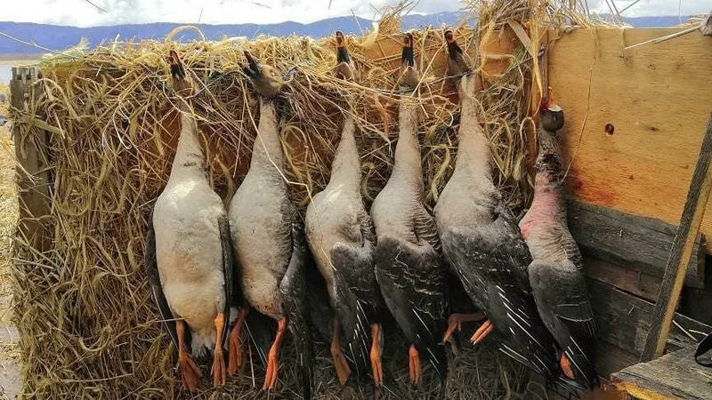 Сахалинские охотники меряются утками и гусями