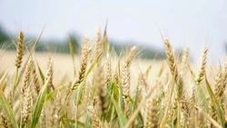 Президент РФ сообщил о стабилизации экономики