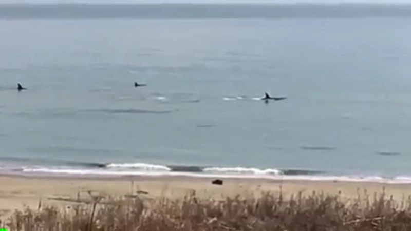 Косатки подошли к юго-восточному берегу Сахалина