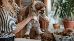 Жительница Поронайска заплатила мошеннице за несуществующего щенка