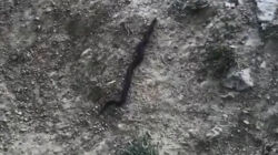 Черная змея приползла в жилой квартал на юге Сахалина