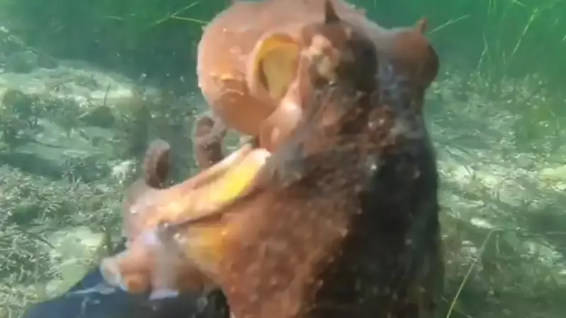 Дайвер поздоровался с осьминогом на Сахалине