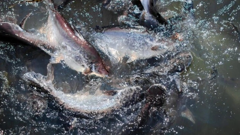 Вылов лососей на Сахалине продлят до конца ноября