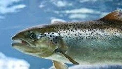 На Сахалине прогнозируют увеличение лова горбуши в путину-2022