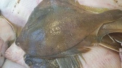 Свежую камбалу и минтай по низким ценам привезли в Поронайск и Углегорск 19 июня