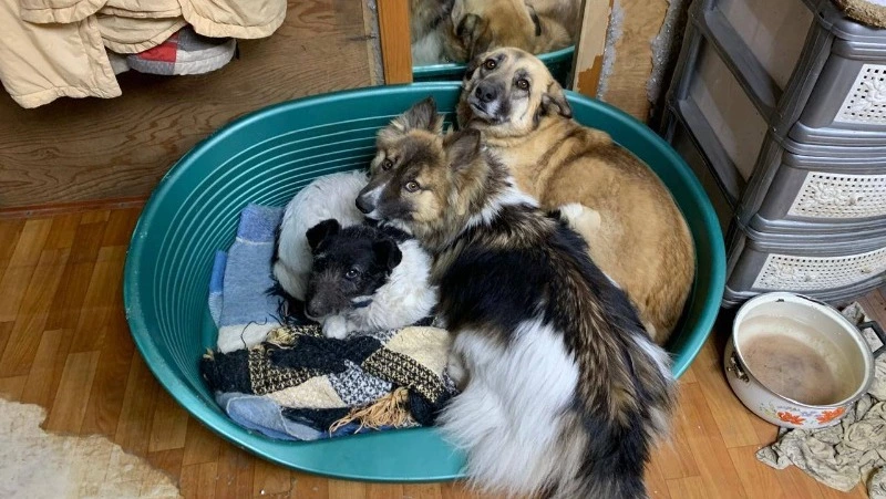 Приют «Пес и Кот» обвинил подрядчика в присвоении 2,7 млн рублей, собранных на ремонт после пожара