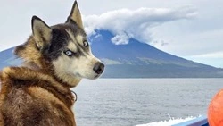 «Каждый раз удивляюсь ее выходкам»: хаски Айя на Курилах рассекает морские волны рядом с нерпами