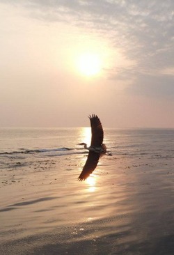 «Солнечно, местами цапли»: перелетная птица позировала над морем на юге Сахалина