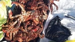 Фотофакт: сахалинка похвасталась гигантской клешней краба