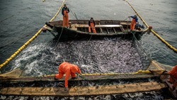Часть рыбаков Сахалина не получат разрешения на добычу лосося в 2023 году