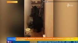 Медведи, съевшие консервы вахтовиков на Сахалине, стали звездами федерального ТВ