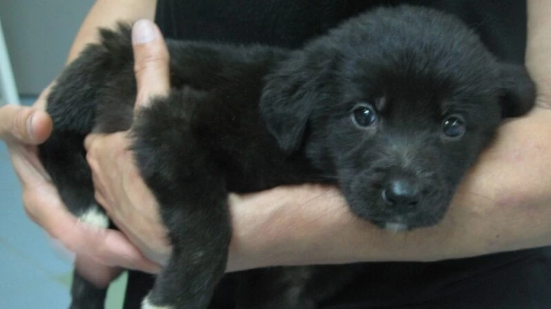 Южносахалинцы спасли щенка, провалившегося в «ливневку»