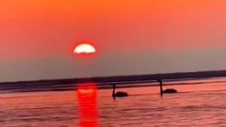 Лебеди порадовали жителей Невельска своим плаванием по Татарскому проливу 