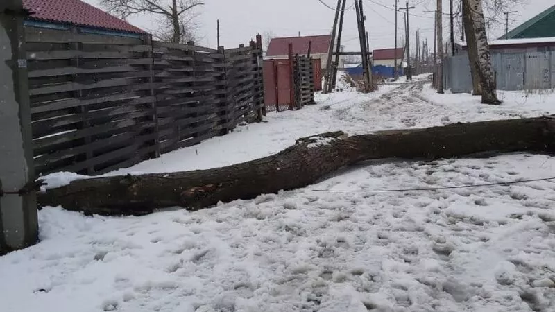 Упавшее дерево заблокировало проезд в переулке Южно-Сахалинска
