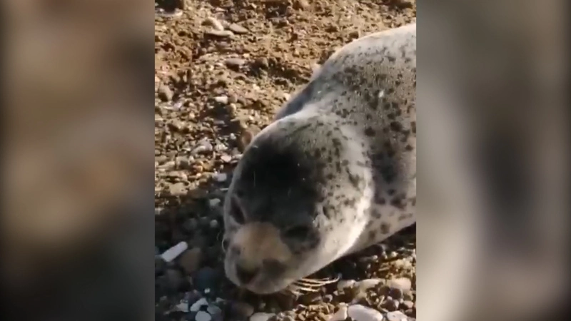 Малыш нерпы выпрашивал еду у сахалинского рыбака