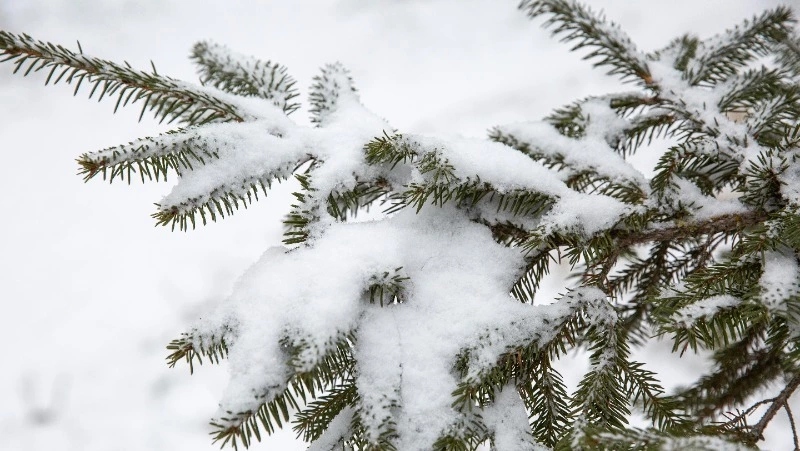 Небольшой снег и нулевая температура ждет жителей Южно-Сахалинска 7 февраля
