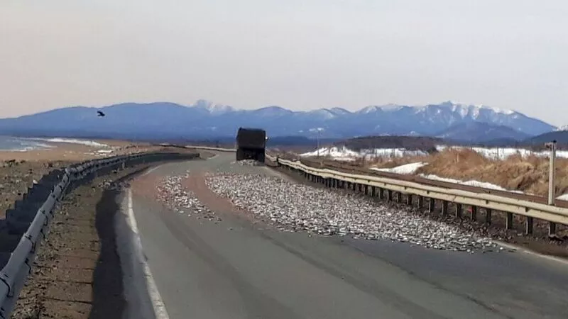 Дорогу во Взморье засыпало мойвой