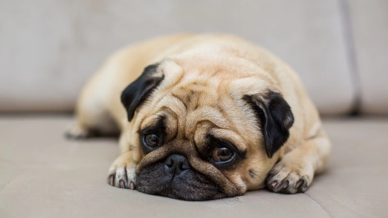 В ГД внесли проект о регулировании деятельности заводчиков домашних животных