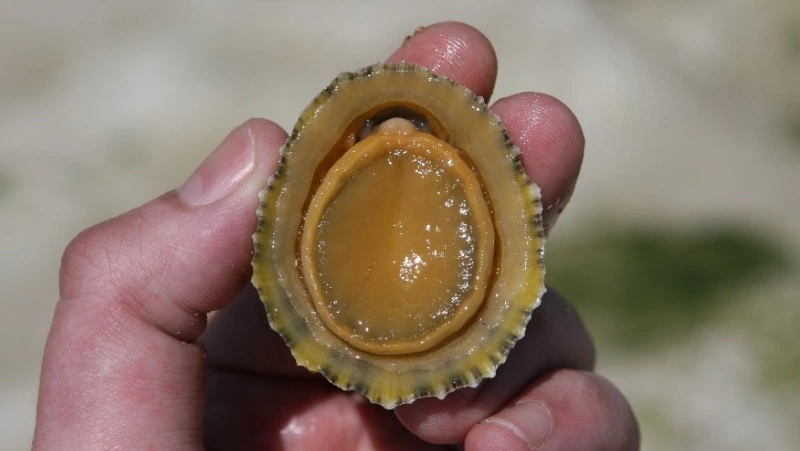 Полицейские отобрали у браконьеров 30 кг морского гребешка на Сахалине и забрали себе