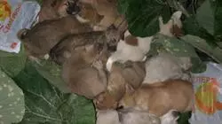 13 щенят вышвырнули на улицу в столице Сахалина