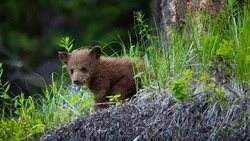 «Возможно нападение медведицы»: раненого медвежонка заметили в Северо-Курильске