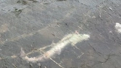 На Сахалине браконьеры помешали тайменю размножаться