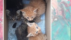 Котят в коробке подбросили к дверям приюта «Пес и кот» на Сахалине