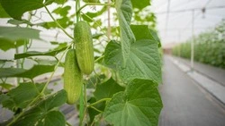 Когда и как сажать огурцы на рассаду в 2025 году: даты, что нужно знать