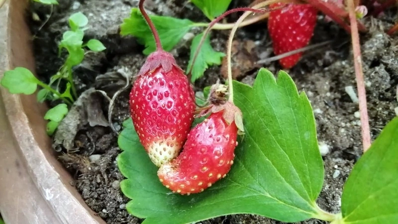 Сахалинцы хвастаются клубничкой