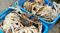 Жители Поронайска заплатят более 2 млн рублей за сбор краба на берегу